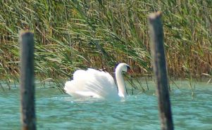 Cygne en parade nuptiale