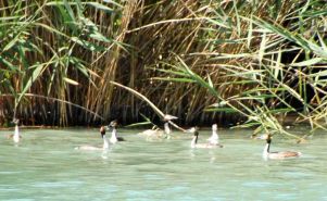 Groupe de grèbes hupés dans la roselière