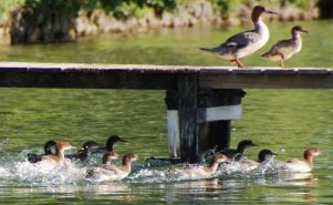Harle bièvre avec sa portée sur un petit ponton