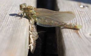 Libellue en phase finale de métamorphose sur un ponton